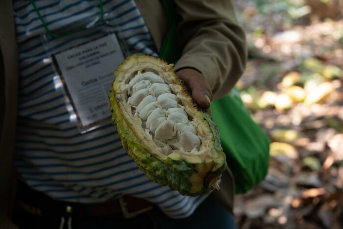 Colombian Chocolates and Basketry Workshop