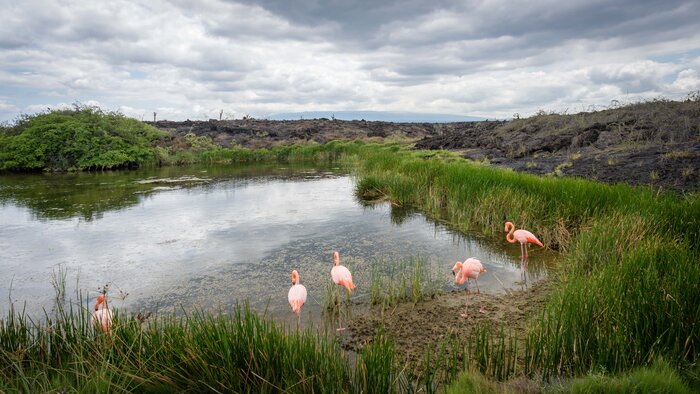 Flamingoes gather at Moreno Point on Isla Isabela in the Galápagos Islands in February