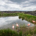 Flamingoes gather at Moreno Point on Isla Isabela in the Galápagos Islands in February