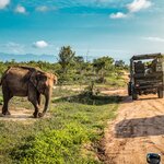 Set off on a safari in Udawalawe National Park to see some of its resident elephants