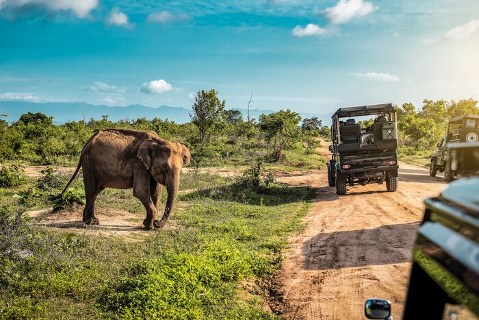 Set off on a safari in Udawalawe National Park to see some of its resident elephants