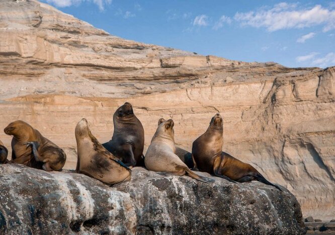 Kayak with sea lions