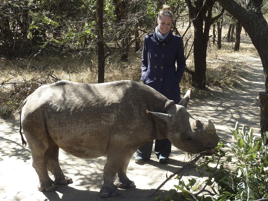 A rhino in Moholoholo Rehabilitation Center