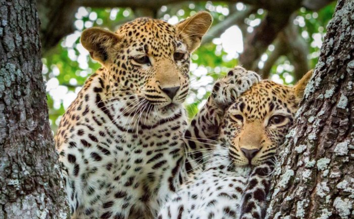 Another Day at Walkers Plains Camp with 2 game drives