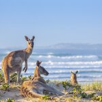 Kangaroos are a common sight on a 16-day tour through Australia