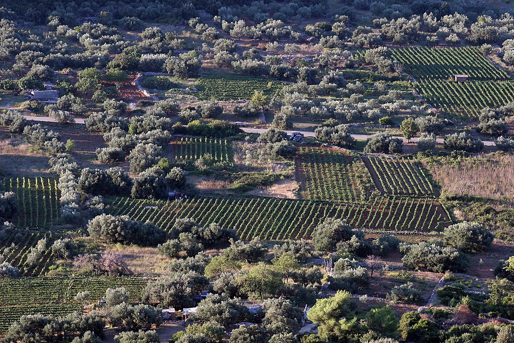 Vineyards at Smokvica village, Korčula
