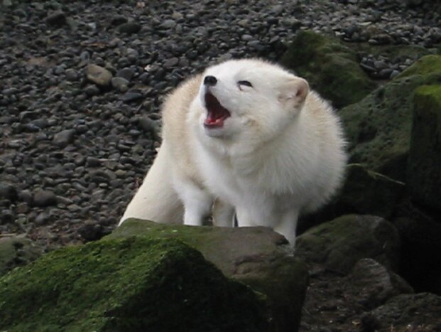 The Reykjavík Park and Zoo