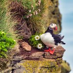 A local resident puffin, one of millions on the Látrabjarg cliffs