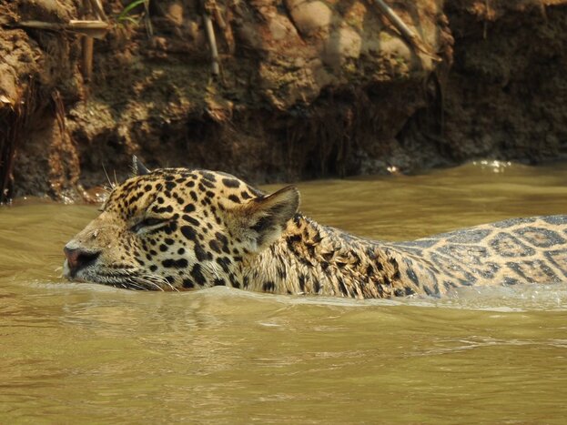 .Pantanal Adventure Day 2/5