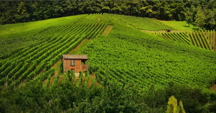 Highlights of Provence : Chateauneuf du Pape and Luberon
