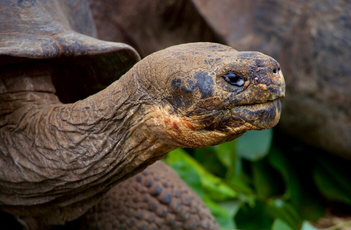 Embracing Nature's Giants: Exploring Santa Cruz Island's Highlands