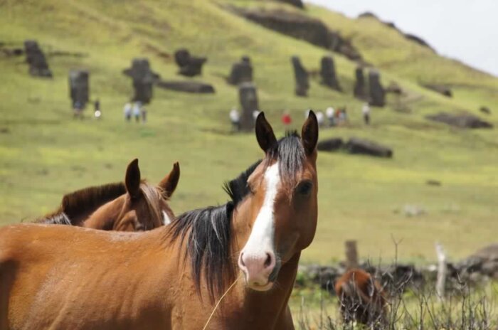 Horseback Riding to Teravaka