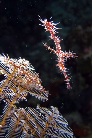 Diving in Moalboal - 3 dives