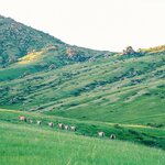 See endangered wild horse herds in Hustai National Park