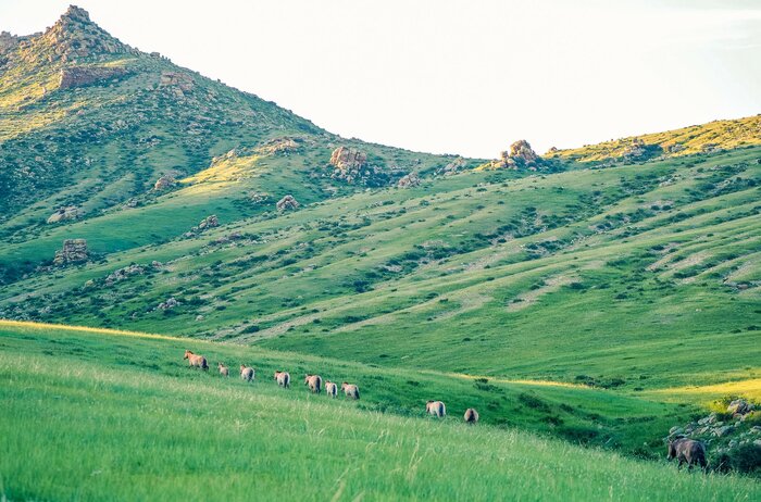 See endangered wild horse herds in Hustai National Park