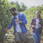 Visit different vineyards to taste New Zealand's wine
