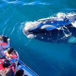 Bond with your children as you watch whales breaching off the coast of Argentina's Puerto Pirámides