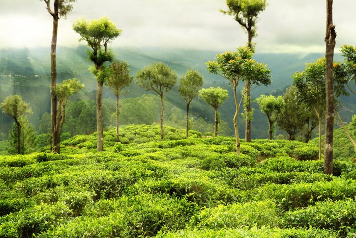 Explore tea plantations in the lush Sri Lanka countryside