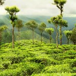 Explore tea plantations in the lush Sri Lanka countryside