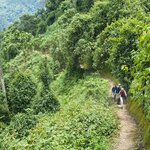 Finish the trip with two days to explore Nyungwe Forest National Park