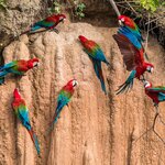Spot colorful macaws during a sunrise hike in the Amazon Rainforest
