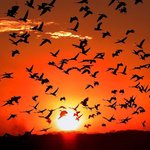 Sunset birding adventure on the Osa Peninsula