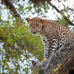 Search for the rare Sri Lankan leopard in Yala National Park