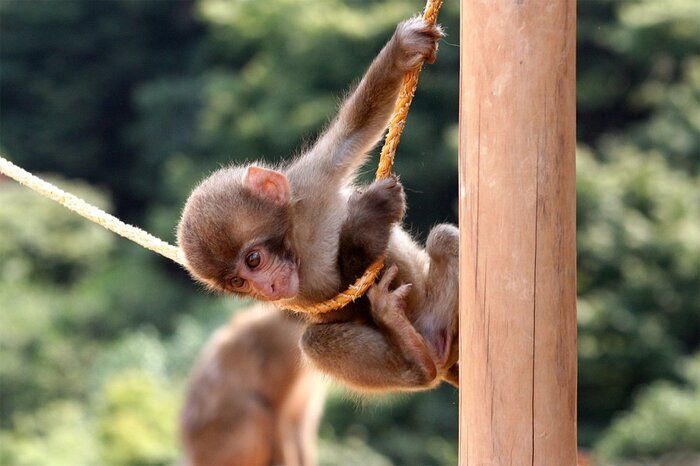 Half Day Bamboo Grove and Monkey Park Tour With a Boat Ride
