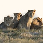 Seek out lions on a game drive in South Africa's Kruger National Park