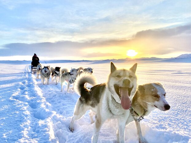 Icelandic Dog Sledding