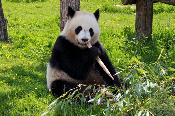 Explore Chengdu: Pandas, Wuhou Shrine,Jinli with a Hot Pot Lunch