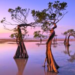 Mangrove forest at Walakiri Beach, Sumba