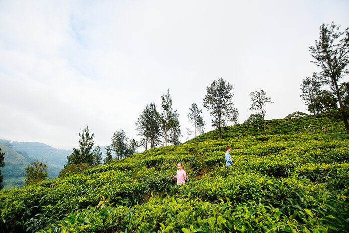 Playing in the tea fields around Nuwara Eliya