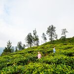 Playing in the tea fields around Nuwara Eliya