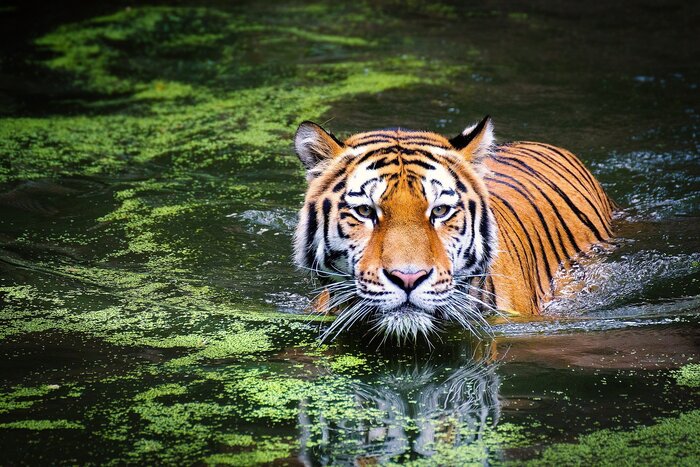 Look for Bengal tigers in Sundarbans National Park