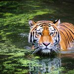 Look for Bengal tigers in Sundarbans National Park