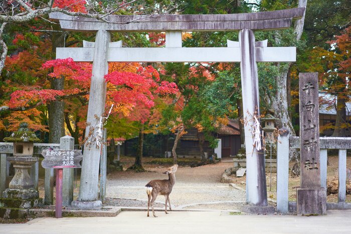 Private Nara Day Trip with Half Day Walking Tour (Lunch included)