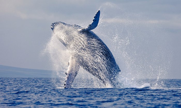 Keep an eye out for whales on the trip