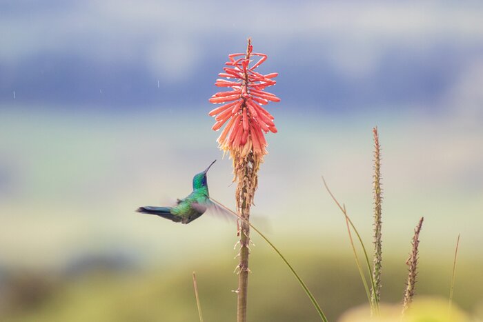 Spot irridescent hummingbirds among the diverse birdlife of Mindo