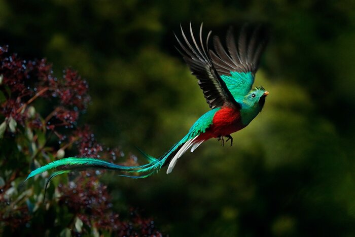 You have the best chance of spotting the iridescent resplendent quetzal in July
