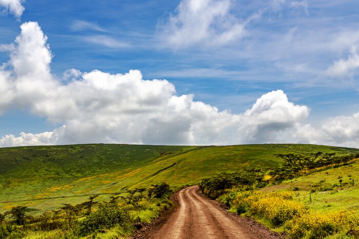 See calving wildebeest in Ngorongoro Conservation Area in February