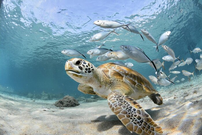 Swim with exotic marine life, like sea turtles, in the Caribbean waters around Caye Caulker