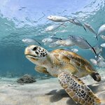 Swim with exotic marine life, like sea turtles, in the Caribbean waters around Caye Caulker