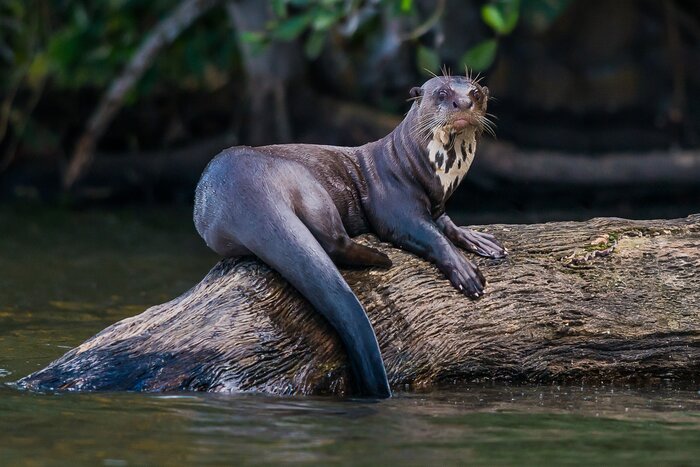 You may see wildlife like the giant otter in the Peruvian Amazon if visiting in November