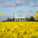 Drive through Skåne County amid the fields of rapeseed (early May) and see the Södra Åkarp Church