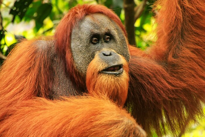 Orangutan in Gunung Leuser National Park, Bukit Lawang