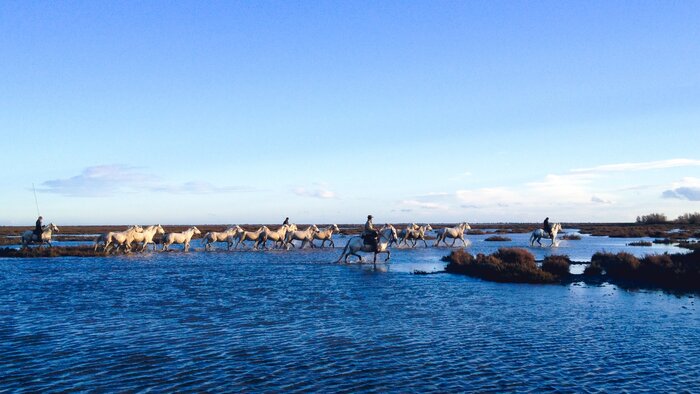 Guided Horseback Ride