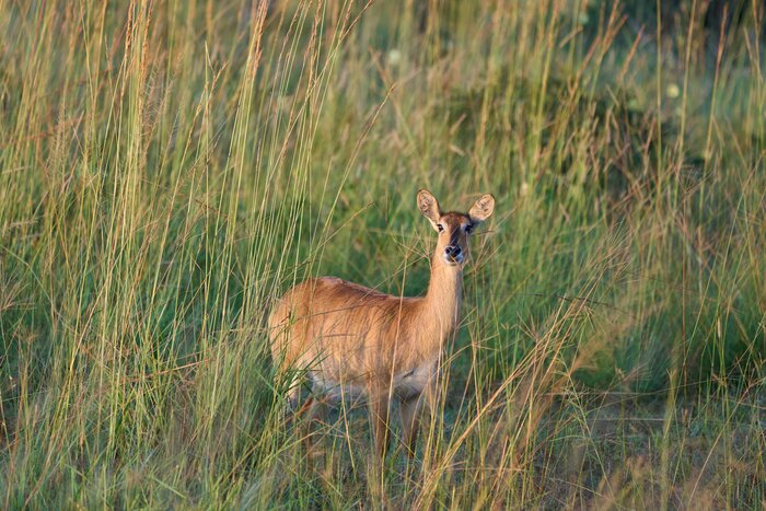 Safari activities in the Kafue National Park
