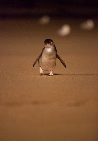 Full Day Phillip Island Penguin Parade Ultimate Eco Tour