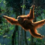 Keep an eye out for orangutans in Malaysian Borneo's rainforests